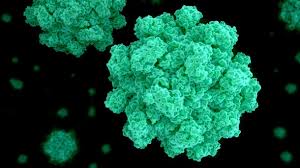 You can get norovirus by: Norovirus Widersteht Sogar Desinfektionsmitteln So Schutzen Sie Sich