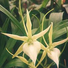Image result for Angraecum conchiferum