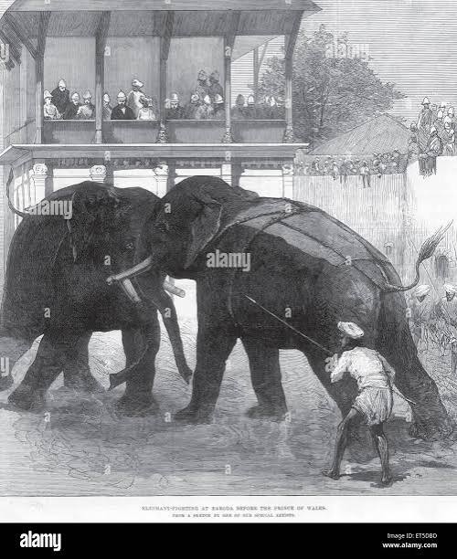 Indian elephant fighting hi-res stock photography and images - Alamy