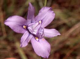 Image result for Moraea natalensis