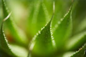 The shape and texture of the leaves, growing season, and flowering habits of each plant are very different. Pin On Cactus Succulent