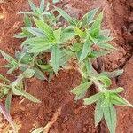 Image result for Pentanisia