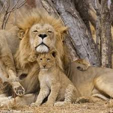 Protect African Animals From Poachers African Animals Baby Animals Funny Animals