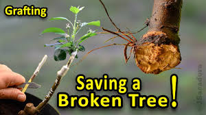 Sometimes you can see signs of entry/exit holes about 1 to 2 mm in diameter. Grafting Fruit Trees 3 Methods To Save A Broken Tree Variety With Results Youtube