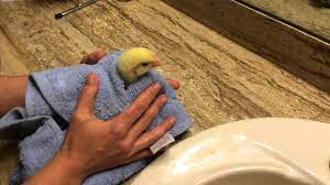 Newborn babies need sponge baths for the first several weeks after birth. How To Give A Baby Chick A Bath Pt 2 Youtube