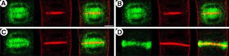 During this, each end grows toward the opposite cell walls. Cytokinesis In Plant And Animal Cells Endosomes Shut The Door Sciencedirect