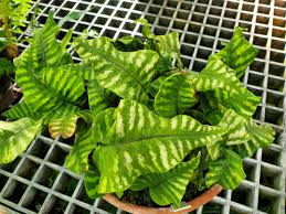 Image result for Lepisorus