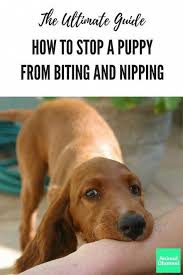 Help Guide And Techniques For Dog Training How To You Should Set Down Rules To Your Dog You Shoul Puppy Training Biting Puppy Training Dog Training Obedience