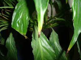 When It S Happy It Looks Like The Picture On The Right When It Needs Water It Flops Over As Shown In The Pictur Peace Lily Plant Lily Plants Peace Lily Flower