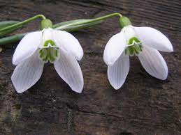Pin On Horticultual