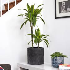 Image result for Dracaena fragrans