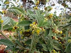 Image result for Waltheria indica