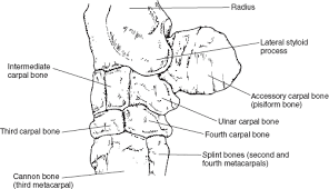 Image result for Pisiform Bone