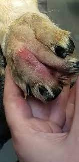 Dangers Of Grass Seeds For Dogs Australian Dog Lover Aussie Dogs Dog Lovers Dog Health Tips