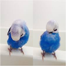 I Have To Make Sure That I M Always Nice And Neat Budgie Parakeet Muhabbet Kuslari