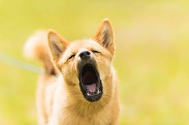 Around seven or eight weeks , these will develop into yips and barks, although some dogs wait until closer to 16 weeks. Puppy Barking How To Train A Noisy Puppy To Quiet Down