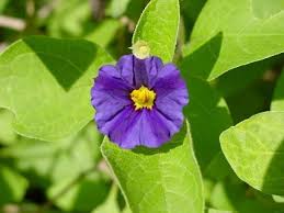 Purple color for the most part, ninebark had a dark purple color leaf, but there is a lot of color variation depending on the species. Plantfiles Pictures Lycianthes Blue Lycianthes Blue Potato Bush Paraguay Nightshade Royal Robe Lycianthes Rantonnei By Htop