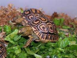 Care And Feeding Of The Hatchling Leopard Tortoise Leopard Tortoise Tortoise Care Tortoise Food