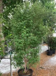 Image result for Vitex strickeri