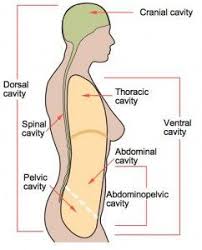 They contain visceral organs and serous membrane cavities serous cavities are cavities lined by serous membrane (mesothelium). Body Cavities Human Anatomy And Physiology Anatomy And Physiology Physiology