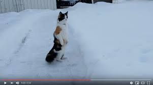 ふぁっ!? 雪にびっくりしてつい仁王立ちになっちゃった猫さん | ロケットニュース24