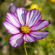 Cosmos Flower Variety Candy Stripe By Angiec Cosmos Flowers Garden Images Flowers Photography