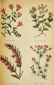 Wayside Weeds Or Botanical Lessons From The Lanes And Hedgerows Biodiversity Heritage Library Wildflower Drawing Botanical Drawings Botanical Flower Art