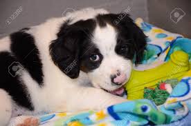 Share the best gifs now >>>. Cute Black And White Fat Puppy Chewing A Green Toy Stock Photo Picture And Royalty Free Image Image 20824037