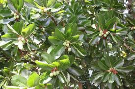 Image result for Macadamia aff. integrifolia