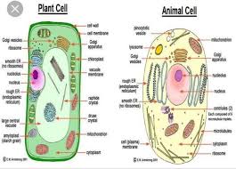 Record your score out of 25. Draw A Labbled Diagram Of Plant Cell And Animal Cell Brainly In