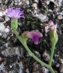 Image result for Emilia violacea