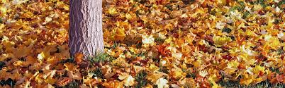 Fresh rosemary leaves remain tough, even if you cook them for hours. Falling Leaves In Autumn What Should You Do With Them Green Vista Tree Care