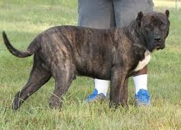 The presa canario has as your pet will be very responsive and very loving while protective. Presa Canario Pups For Sale In Waldorf Maryland Classified Americanlisted Com