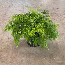 Image result for Adiantum vogelii