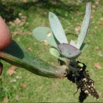 Image result for Kleinia fulgens