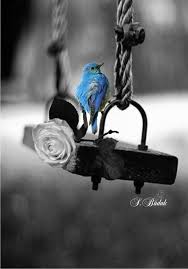 Black And White With Color Art Epingle Par Christine Themas Sur 1 Sabri Budak Touch Of Color Photo Noir Et Blanc Photographie Noir Et Blanc Touche De Couleur