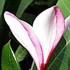 These beautiful plants can reach 6 feet tall. Plumeria Heart Plant Leaves Plumeria Simple Flowers