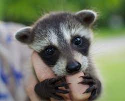 Raccoons may carry diseases that can be spread to people (zoonoses) and pets, including raccoon roundworm (baylisascaris), leptospirosis, and rabies. Raccoons Cute Animals Animals Baby Raccoon