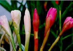 Petua kegunaan bunga dan pokok bunga kantan. Ooi S Flora Malaysiana Ver 1 0 Zipha03c Htm 98
