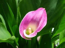 Spring flowers safe for dogs. Off Limits 8 Houseplants That Aren T Safe For Dogs