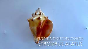 Fighting conch shell crafts turtle. Finding The Fighting Conch Sundial Beach Resort Spa Sanibel Island Florida Sundial Beach Resort Spa Sanibel Island Florida