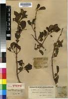 Image result for Combretum apiculatum