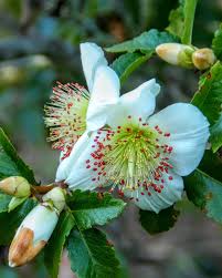 Image result for Cunoniaceae