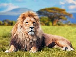 Salen a cazar en grupo y generalmente al anochecer. Panthera Leo Metabolismo Longitud Taxonomia