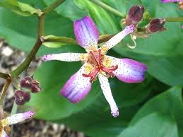 Image result for Triainolepis