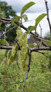 Image result for Dioscorea quartiniana