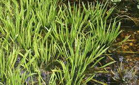 Schwimmpflanzen Fur Den Gartenteich Die Schonsten Arten Schwimmpflanzen Gartenteich Wasser Im Garten