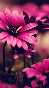 Check out this fantastic collection of 1080p hd wallpapers, with 71 1080p hd background images for your desktop, phone or tablet. Pink Flower Wallpapers High Definition Click Wallpapers Flower Iphone Wallpaper Daisy Wallpaper Beautiful Flowers