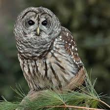 Bird That Sounds Like A Monkey At Night A Pair Or More Of Barred Owls Interacting With Hoots And Monkey Calls Berkeley County Wv May 30 2002 Barred Owl Owl Owl Sounds