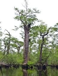 Immediately when you turn, you will see the trees and know you are in the right place. North Carolina Bald Cypresses Are Among The World S Oldest Trees Science Smithsonian Magazine